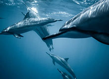 九游平台：用心为你架起的手游发现与福利新港湾